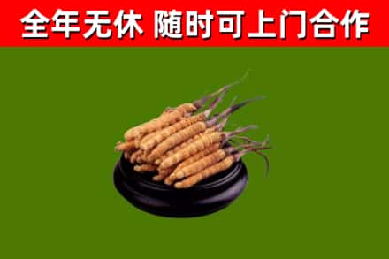 六盘水市回收散虫草
